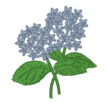 Hydrangeas